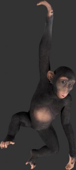 Hanging Monkey 3 ft. / Fiberglass - Click Image to Close