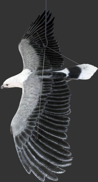 White Breasted Sea-Eagle Flying / Fiberglass