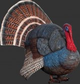Wild Turkey / Fiberglass