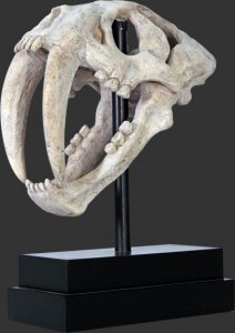 Saber Toothed Tiger Skull on Base / Fiberglass