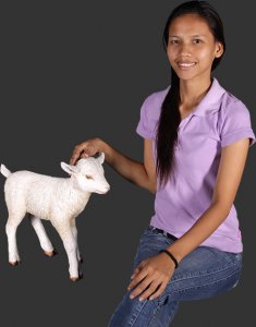 Goat Kid Standing