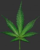 Cannabis Leaf / Fiberglass