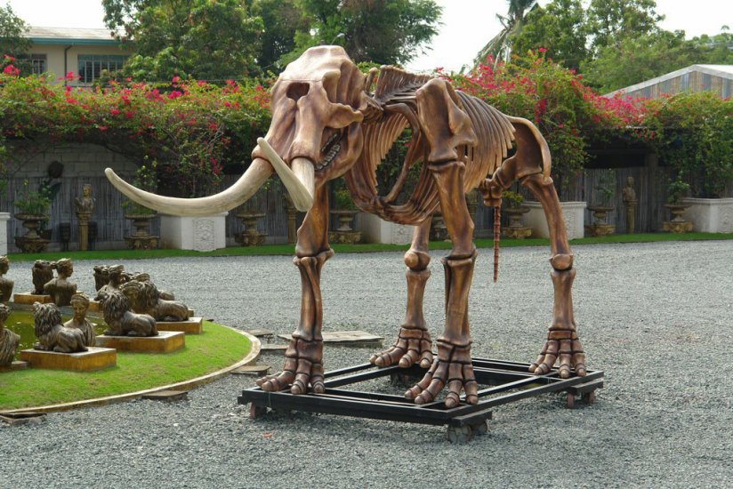 Mastodon Skeleton (Life-Size) - Click Image to Close