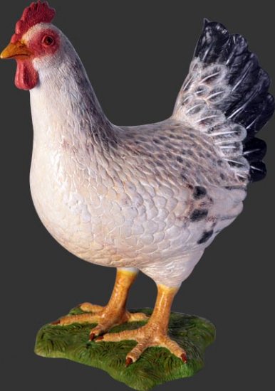 Hen (White) - Click Image to Close
