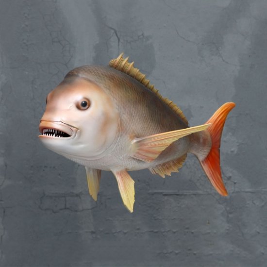 Snapper Fish - Click Image to Close