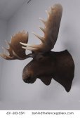 Wall Mounted Moose Head Statue