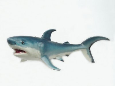 Shark 8ft.