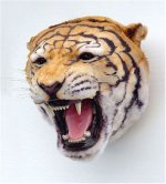 Tiger Head Discounted