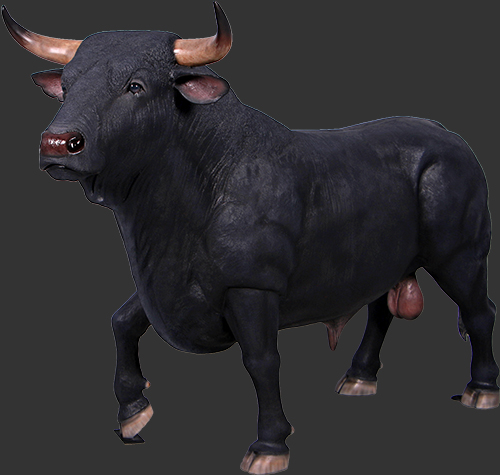 Spanish Fighting Bull