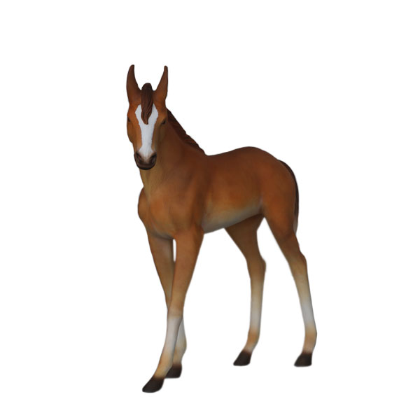 Baby Foal - Click Image to Close