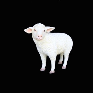Merino Lamb Standing