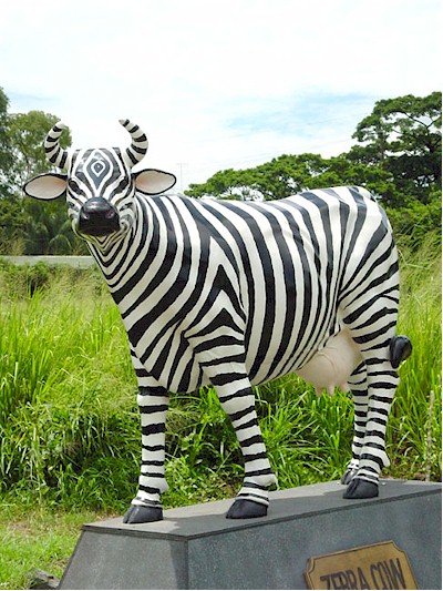 Zebra Cow (with or without Horns) - Click Image to Close