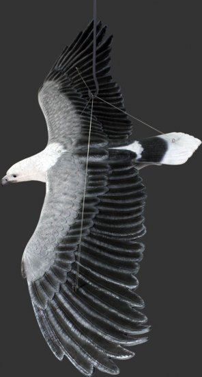 White Breasted Sea-Eagle Flying / Fiberglass - Click Image to Close