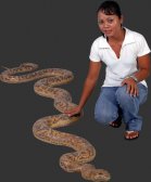 Python / Fiberglass Python / Fiberglass