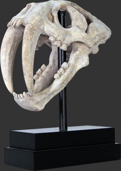 Saber Toothed Tiger Skull on Base / Fiberglass - Click Image to Close