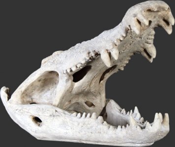 Crocodile Skull - Roman Stone Finish / Fiberglass