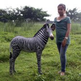 Zebra Foal