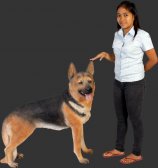 German Shepherd
