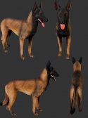 Belgian Malinois