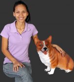 Corgi Dog - Sitting