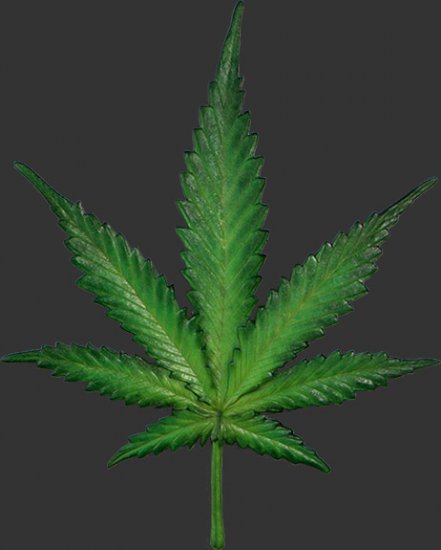 Cannabis Leaf / Fiberglass - Click Image to Close