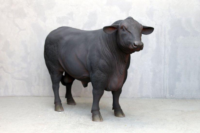 Black Angus Bull - Click Image to Close