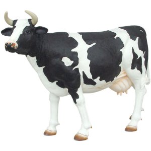 Cow with black spots - Head-Up (lookin' for the right guy)