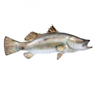 Barramundi Fish / Fiberglass