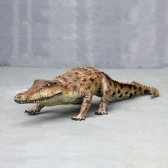 Salt Water Crocodile