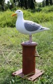 Seagull on Mooring Board