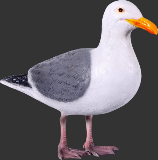 Seagull - Click Image to Close
