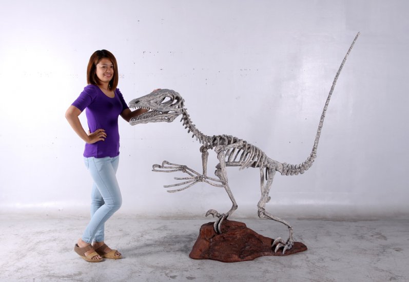Deinonychus Skeleton - Click Image to Close