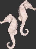 Seahorse Wall Decor