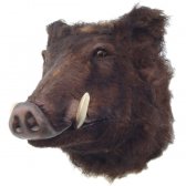 Wild Boar Head