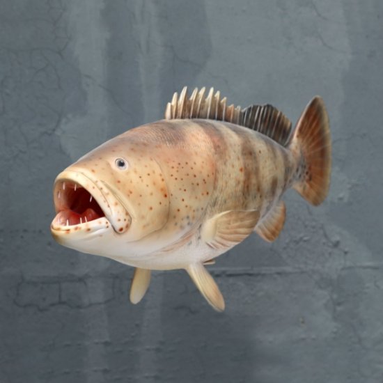 Estuary Cod Fish - Click Image to Close