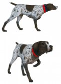 German Shorthaired Pointer Dog