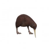 Kiwi Head Down