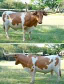 Texas Longhorn Steer