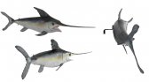 Broadbill Swordfish / Fiberglass