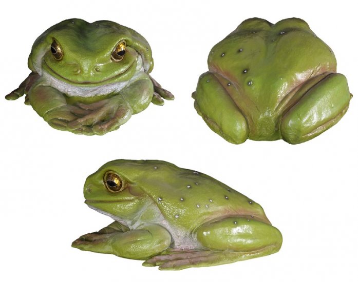 Green Tree Frog - Click Image to Close