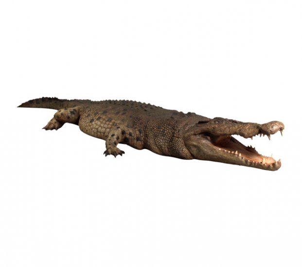Crocodile Statue 18 ft. - Click Image to Close