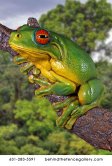 Green Tree Frog Wall Mounted Statue