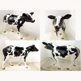 Heifer Black & White