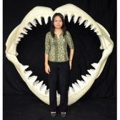 Great White Shark Jaws ( Large ) Great White Shark Jaws ( Large )