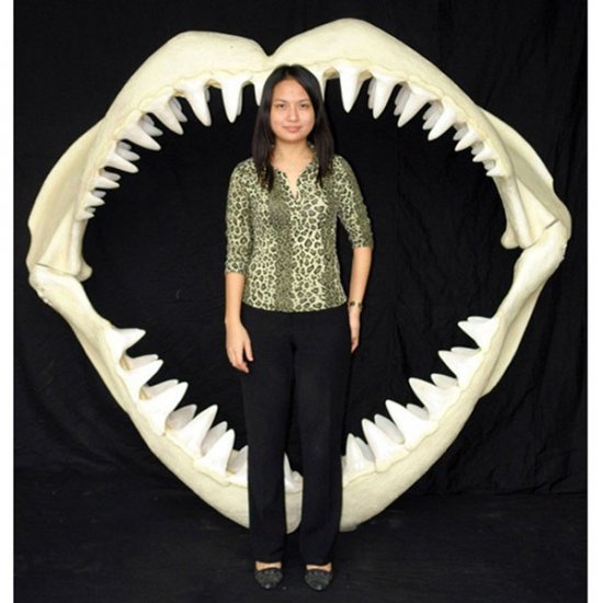 Great White Shark Jaws ( Large ) - Click Image to Close