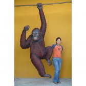 Life Size Safari Party Prop Fiberglass Orangutan Hanging Life Size Safari Party Prop Fiberglass Orangutan Hanging