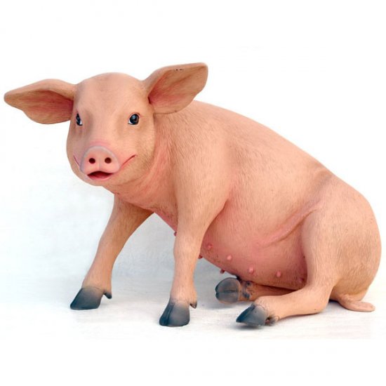 Pig Sitting - Click Image to Close