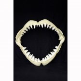 Great White Shark Jaws ( Medium )