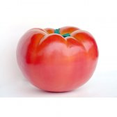 Tomato Tomato