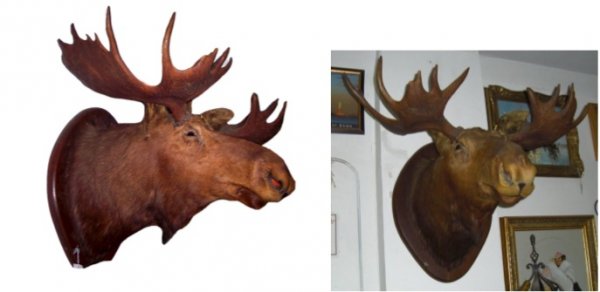 Moose Head Mounted